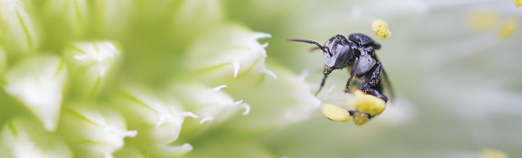 a close up of a bug on a flower