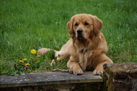 Our handsome Merlin