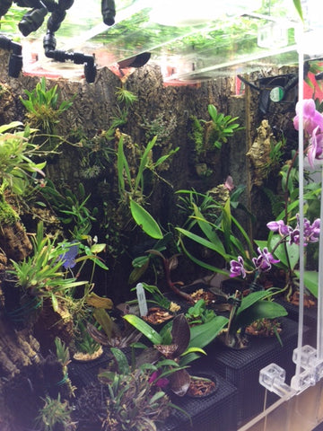 custom orchidarium by biovivara