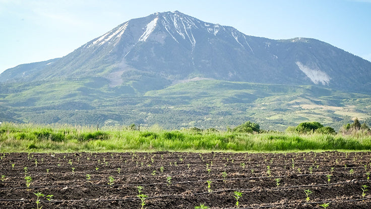 Biodynamic Hemp Farm Colorado