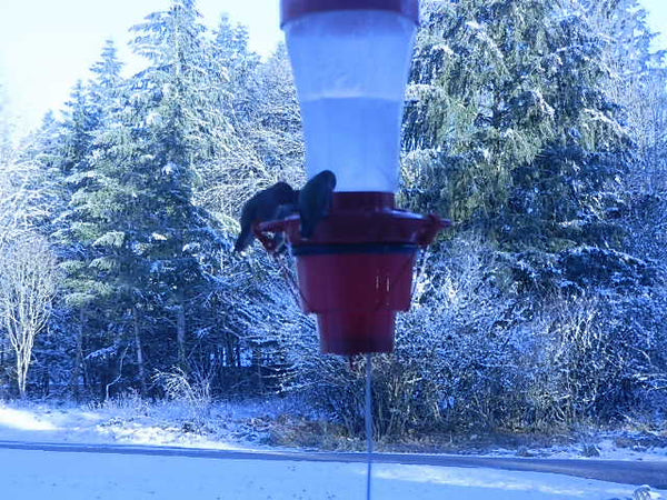 Heater For Hummingbird Feeders Wild Bird Chalet