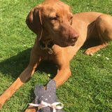 Beautiful hungarian vizsla easter games for dogs