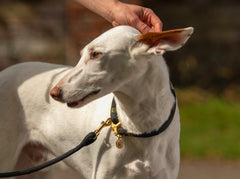 beautiful luxury dog collars by oonalfie handmade in the uk