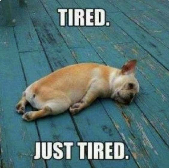 Funny Teacher Meme with a dog passed out on a deck showing how tired class is making them