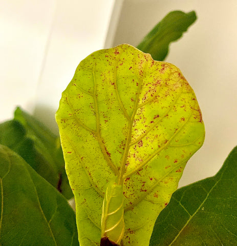 Red Spotting on Fiddle Leaf Fig Tree Leaf