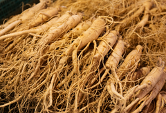 Panax Ginseng Root 