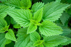 Nettle Lamium Album