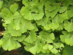 Gingko Biloba