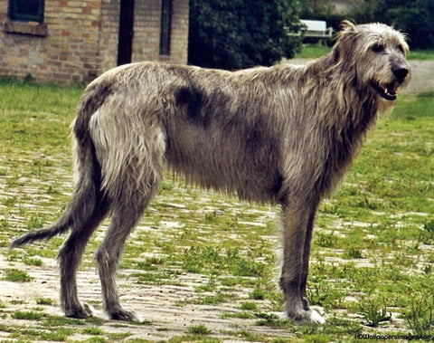 irish wolfhound