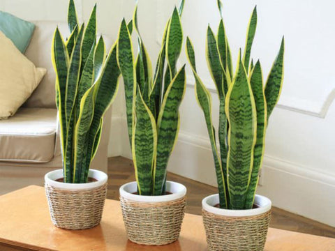 how to care for a snake plant