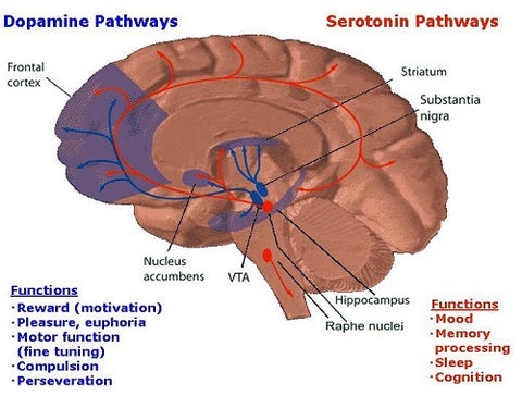 serotonin and dopamine