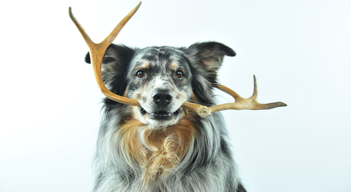 are deer antlers for dogs treated