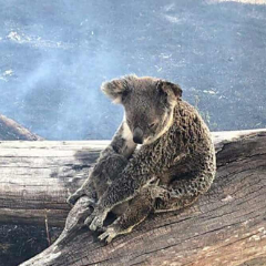 Koala sitting in burnt out tree