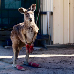 Kangaroo injured by fire