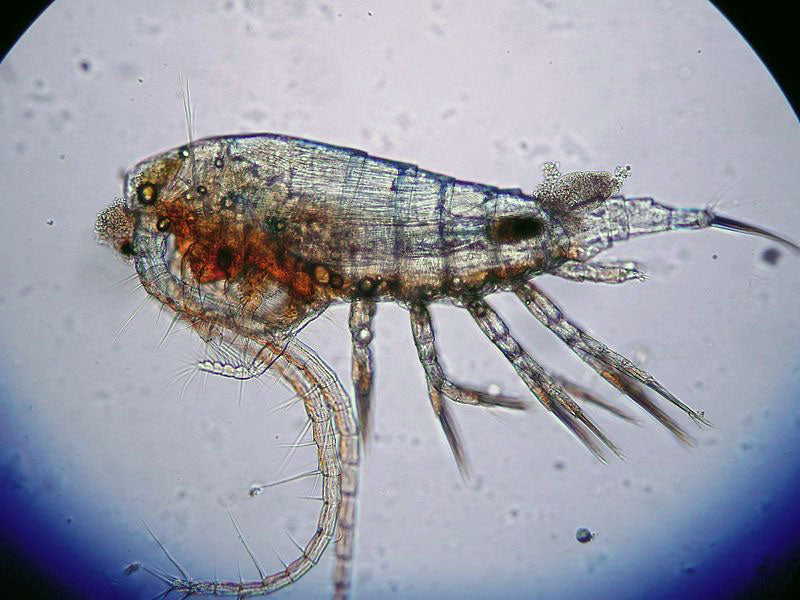 Calanoida - Copepods With Heart – Copepods.com Canada