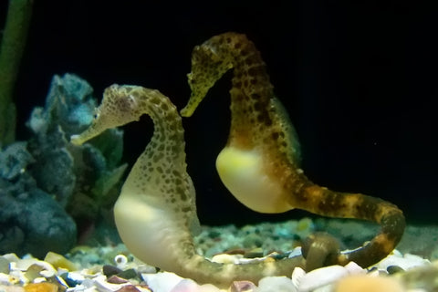 portbelly seahorses