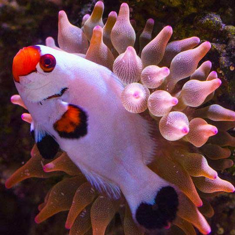 clownfish-and-coral