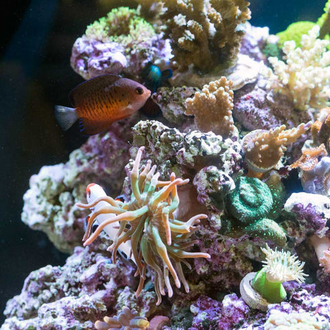 saltwater-reef-tank