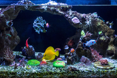 saltwater-reef-aquarium