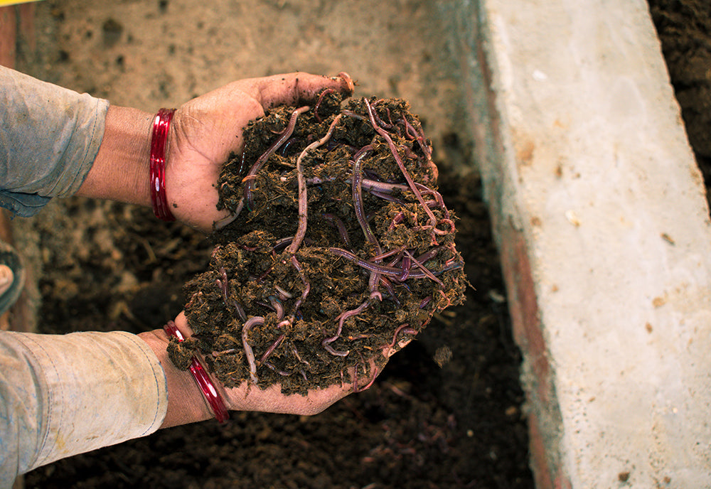worm compost soil