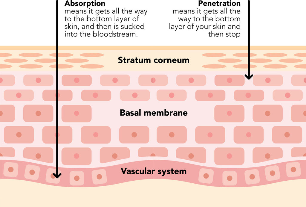 Skin absorption diagram