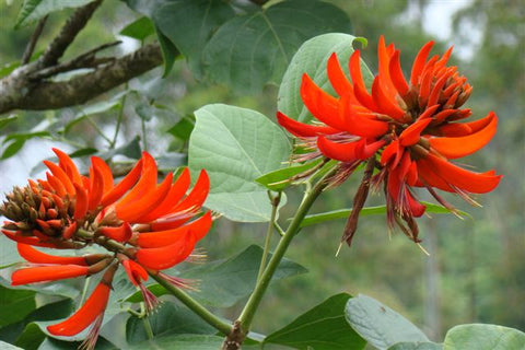 Flame of the forest flower