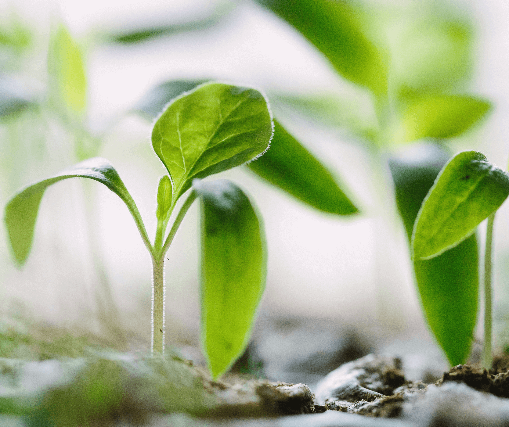 a close-up of a seedling