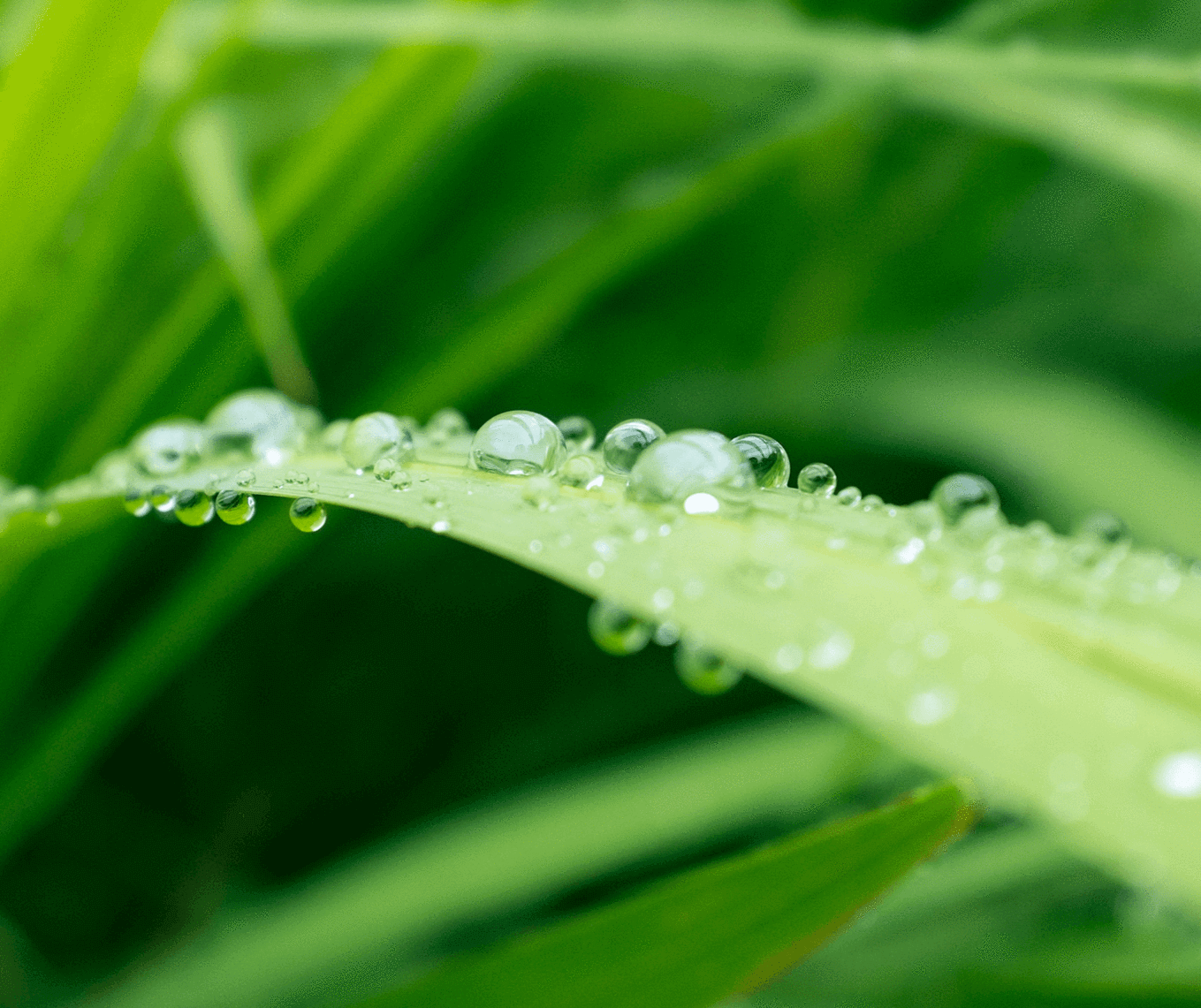 water droplets on a leaf