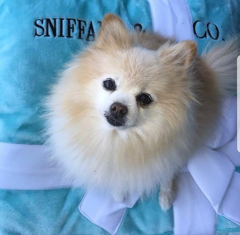 @SparklesisFancy on Instagram loves her Sniffany Bed sold at Pet Stop Store