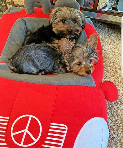 Red Mercedes Benz Dog Bed at Pet Stop Store