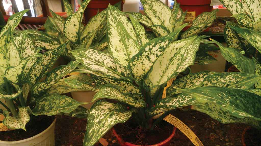 Chinese Evergreen unkillable plant
