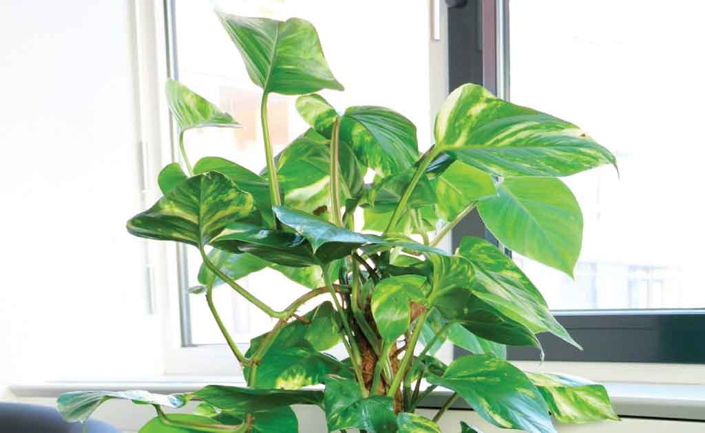 Philodendrons unkillable house plant