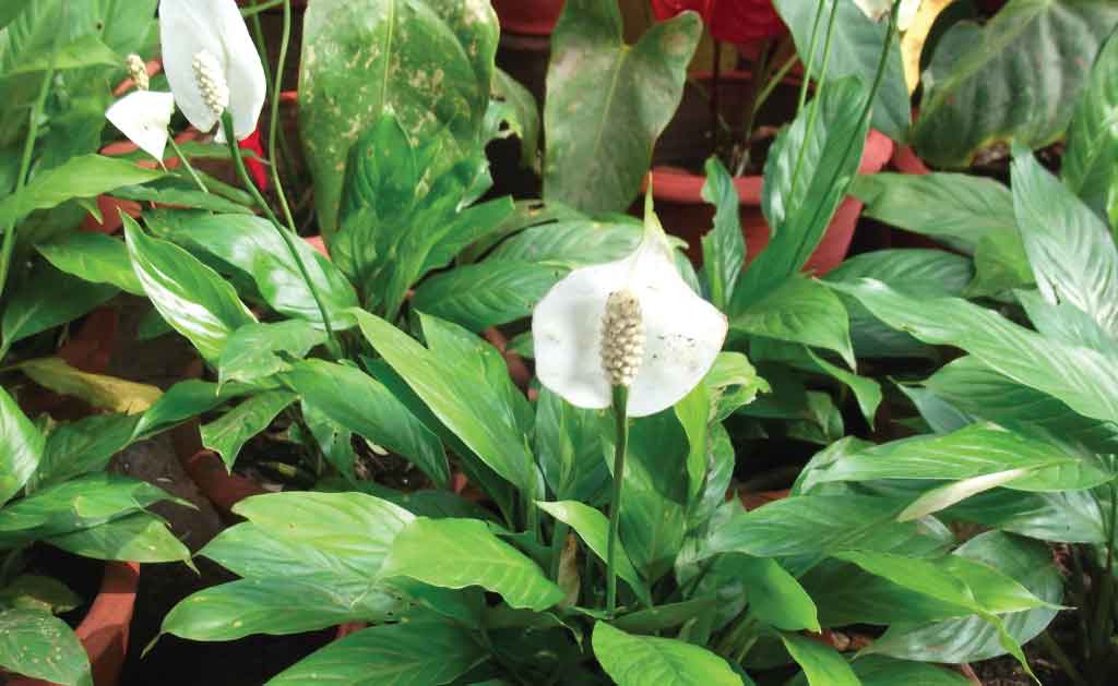 Spathiphyllum unkillable house plants