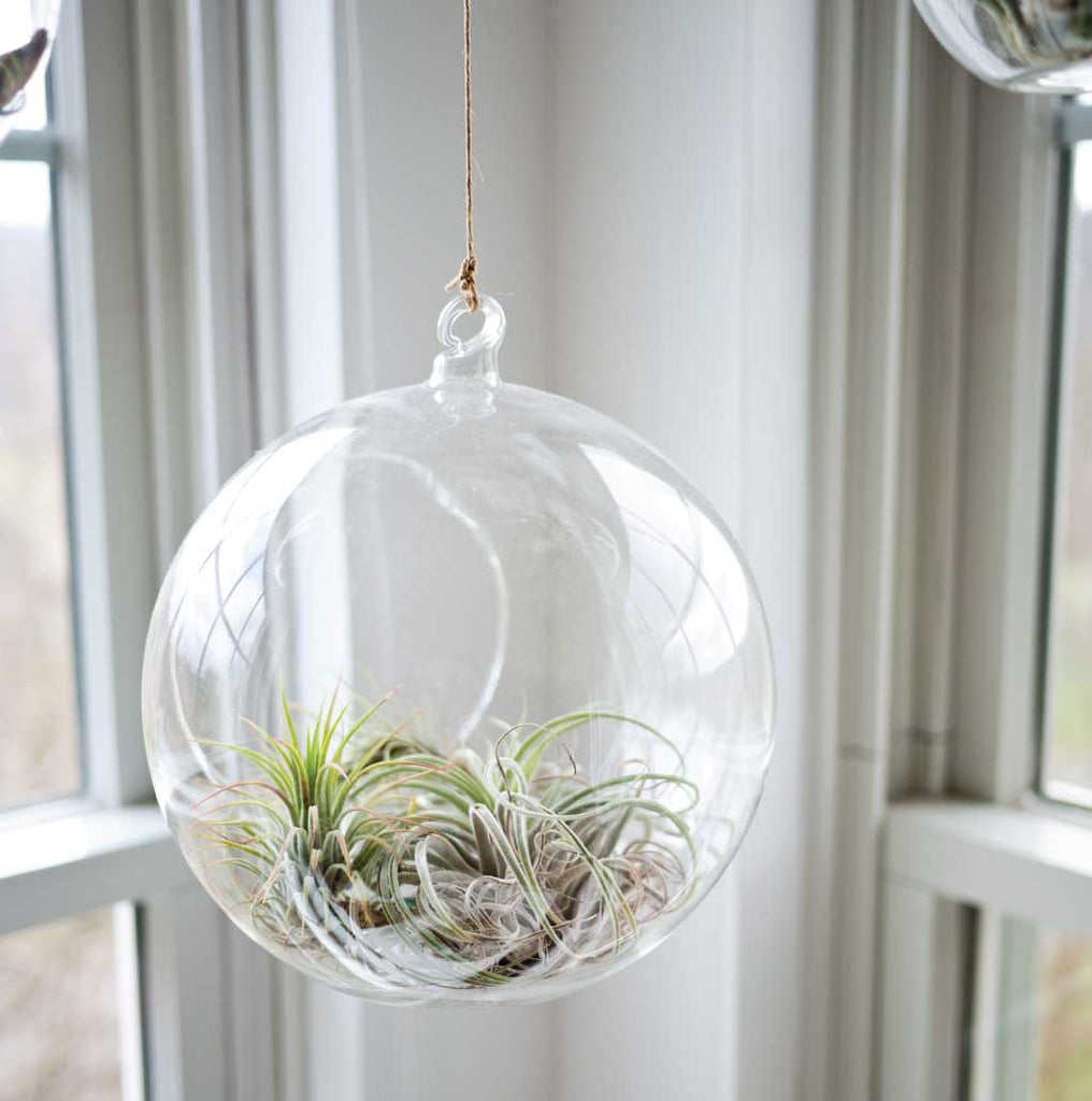 Tillandsias styled in a terrarium