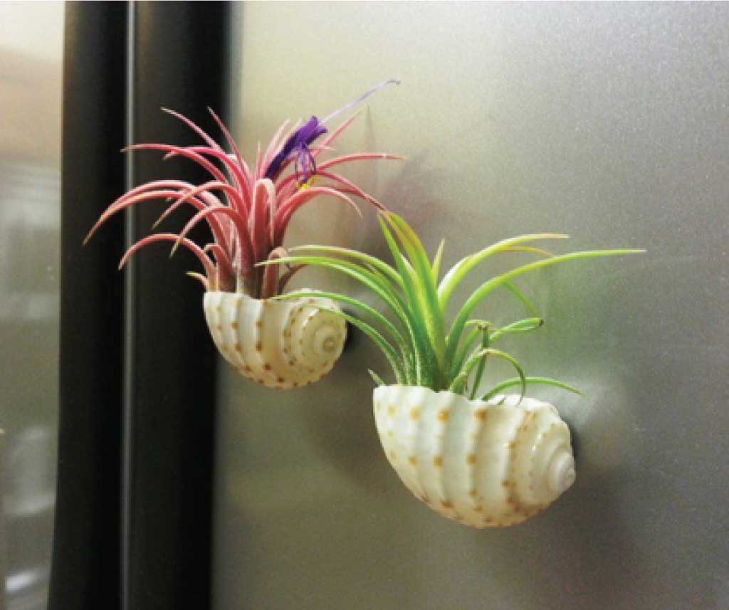 Tillandsia styled in a shell magent