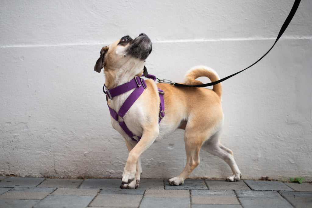 adjustable purple harness