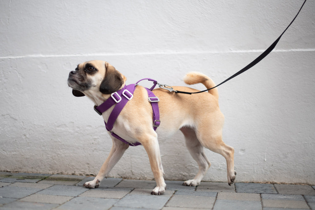 adjustable harness for a dog