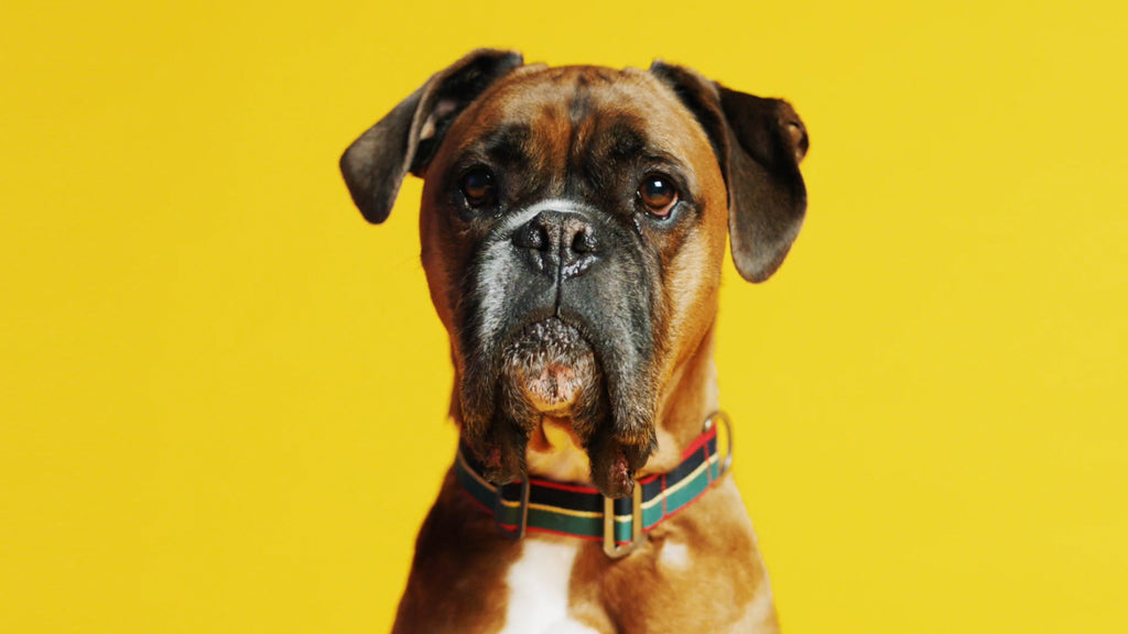 boxer in stripes