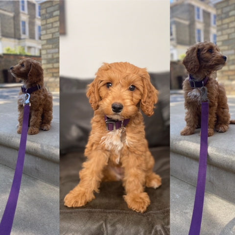 cavapoo collar and lead