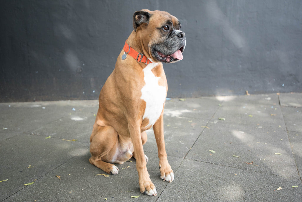 collar for a senior dog