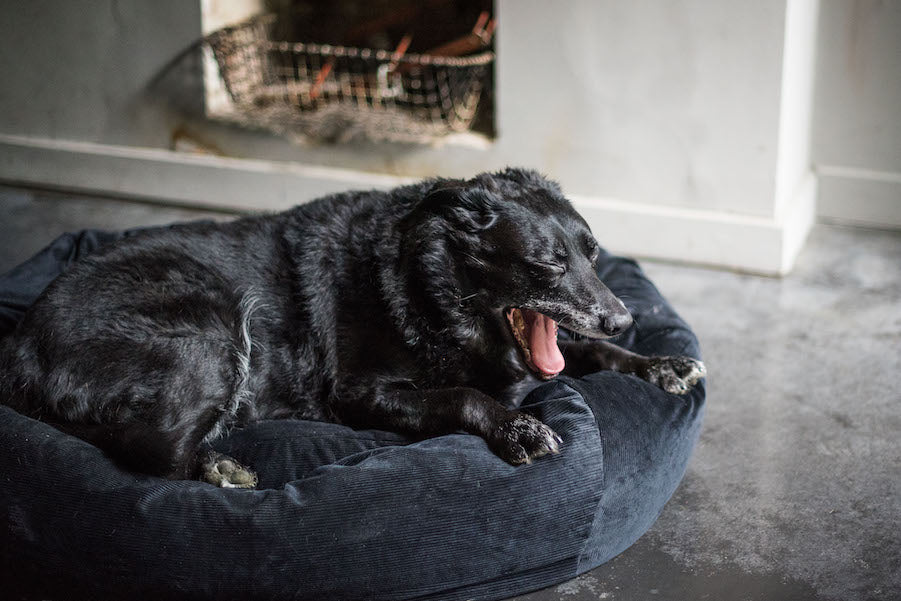 comfy black corduroy dog bed