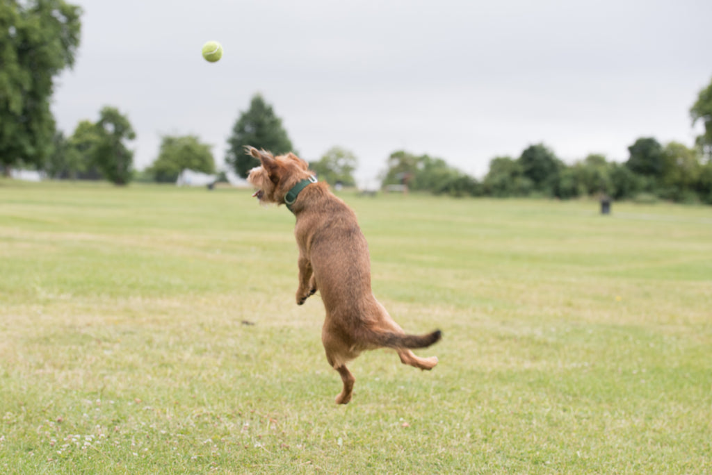 comfy collar for active dog