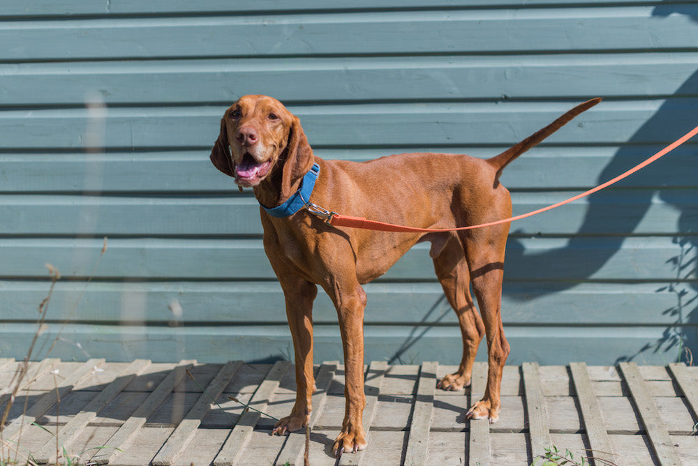 comfy collar for vizsla