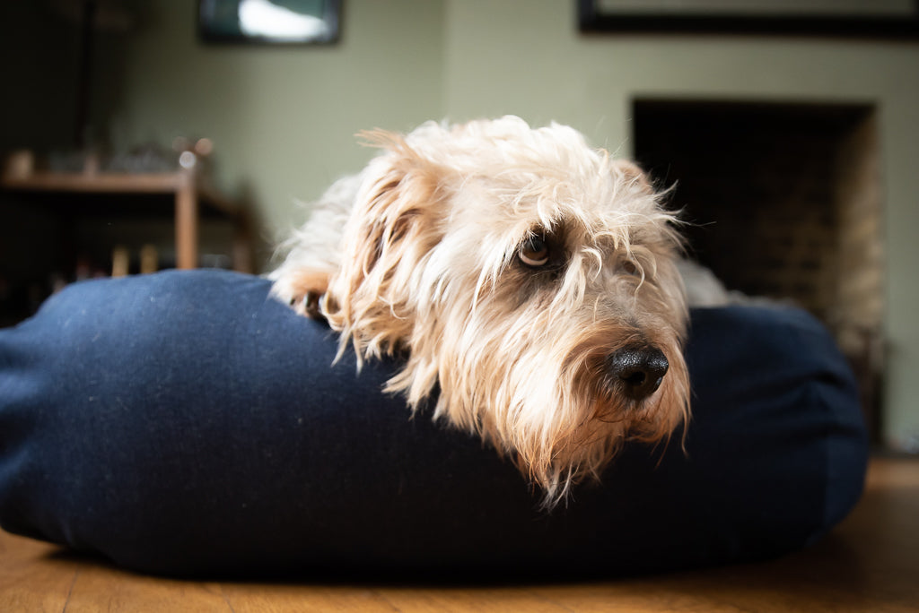 comfy denim dog bed