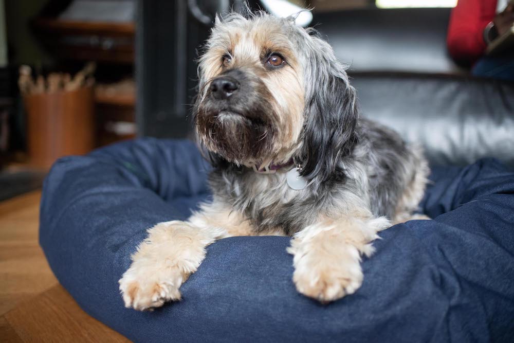 comfy denim dog bed for a cockapoo