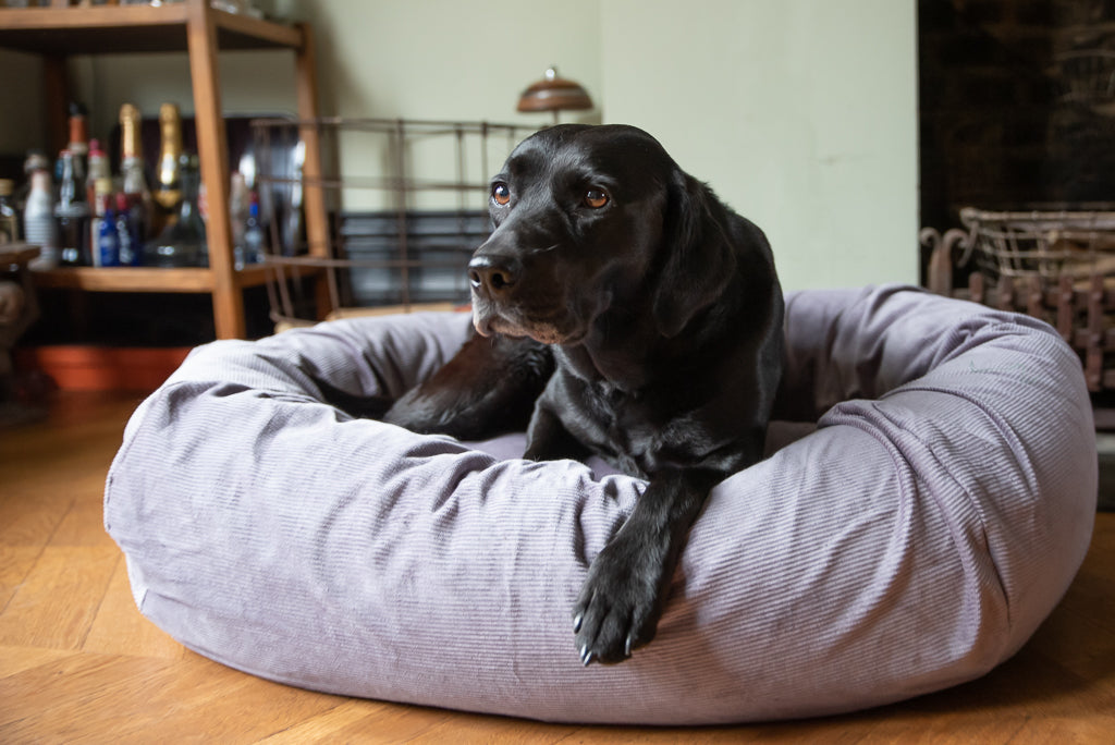 comfy dog bed