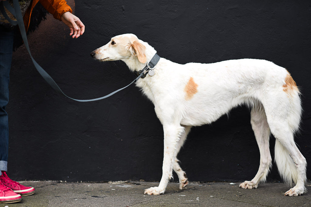 comfy grey collar and lead