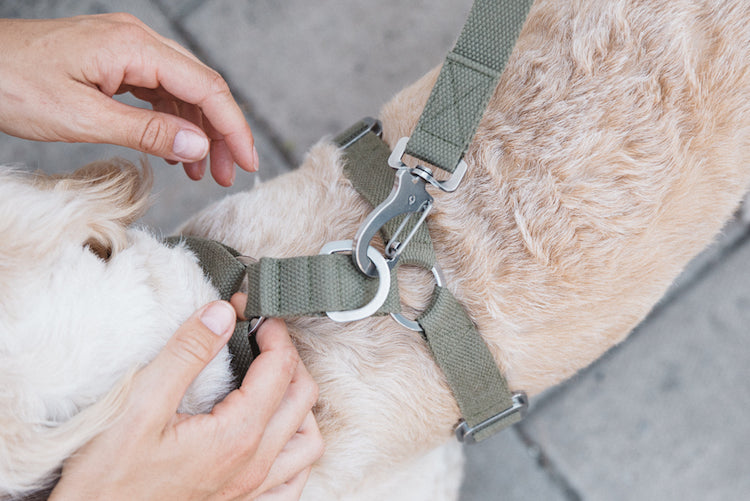 comfy harness for a cockapoo