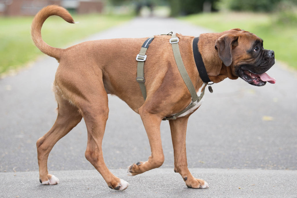 comfy harness for big dog