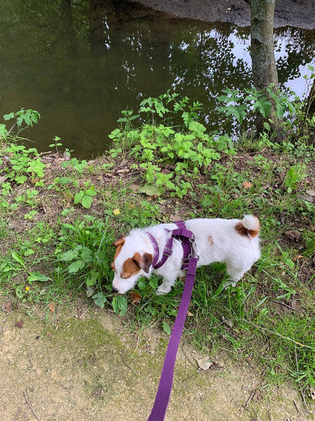 comfy harness for terrier